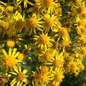 Meet your Posher, Felicity